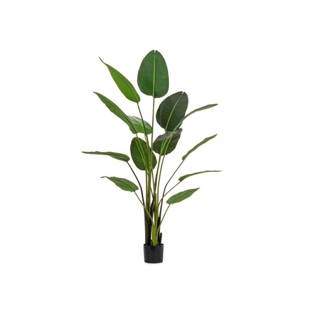 PIANTA STERLIZIA H185 CON VASO 13FOGLIE